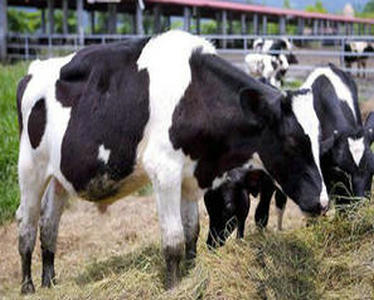 奶牛养殖场的奶牛产奶和育种计划